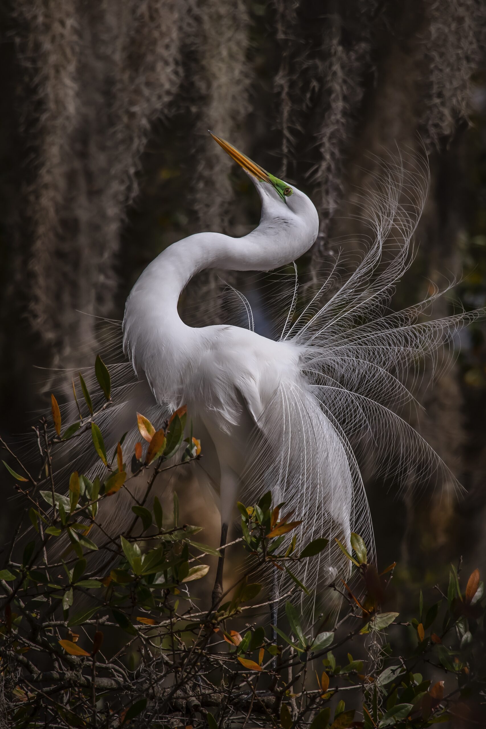 Fenqiang Liu - Singapore International Photography Festival